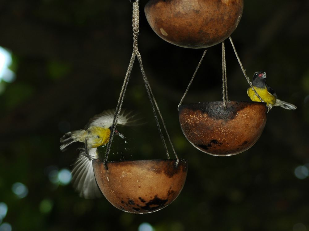 Vögel beim Frühstück