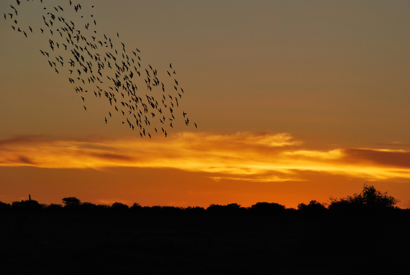 Vögel beim Sundowner