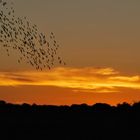 Vögel beim Sundowner