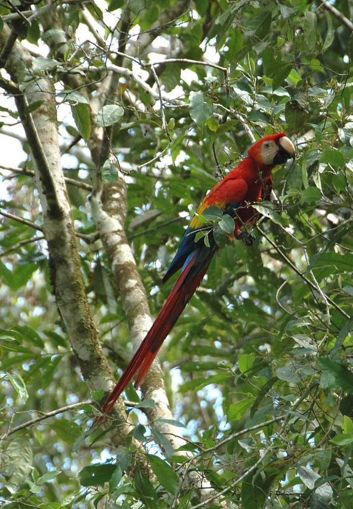 Vögel Costa Rica 4