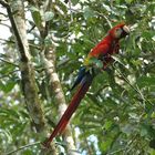 Vögel Costa Rica 4