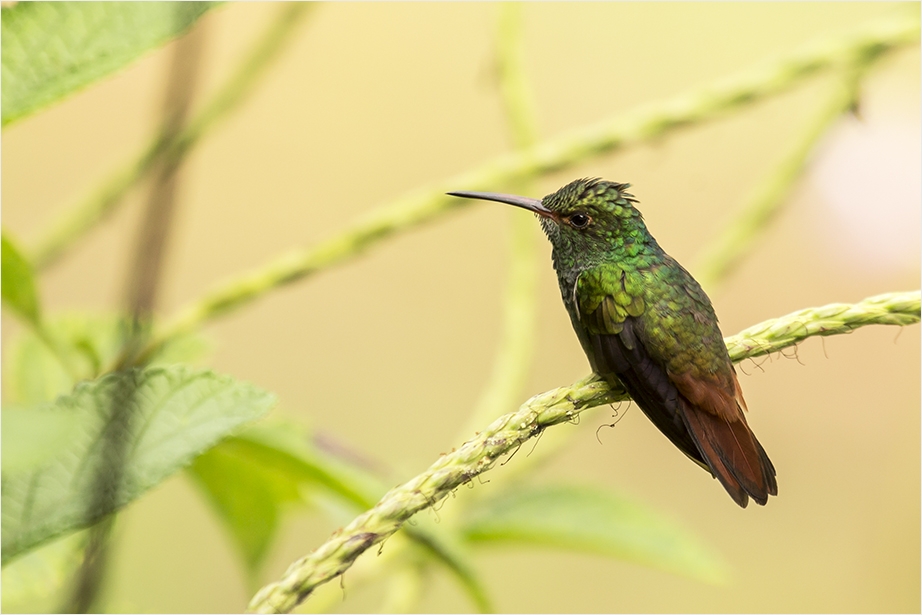 Vögel Costa Ricas II