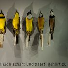 Vögel