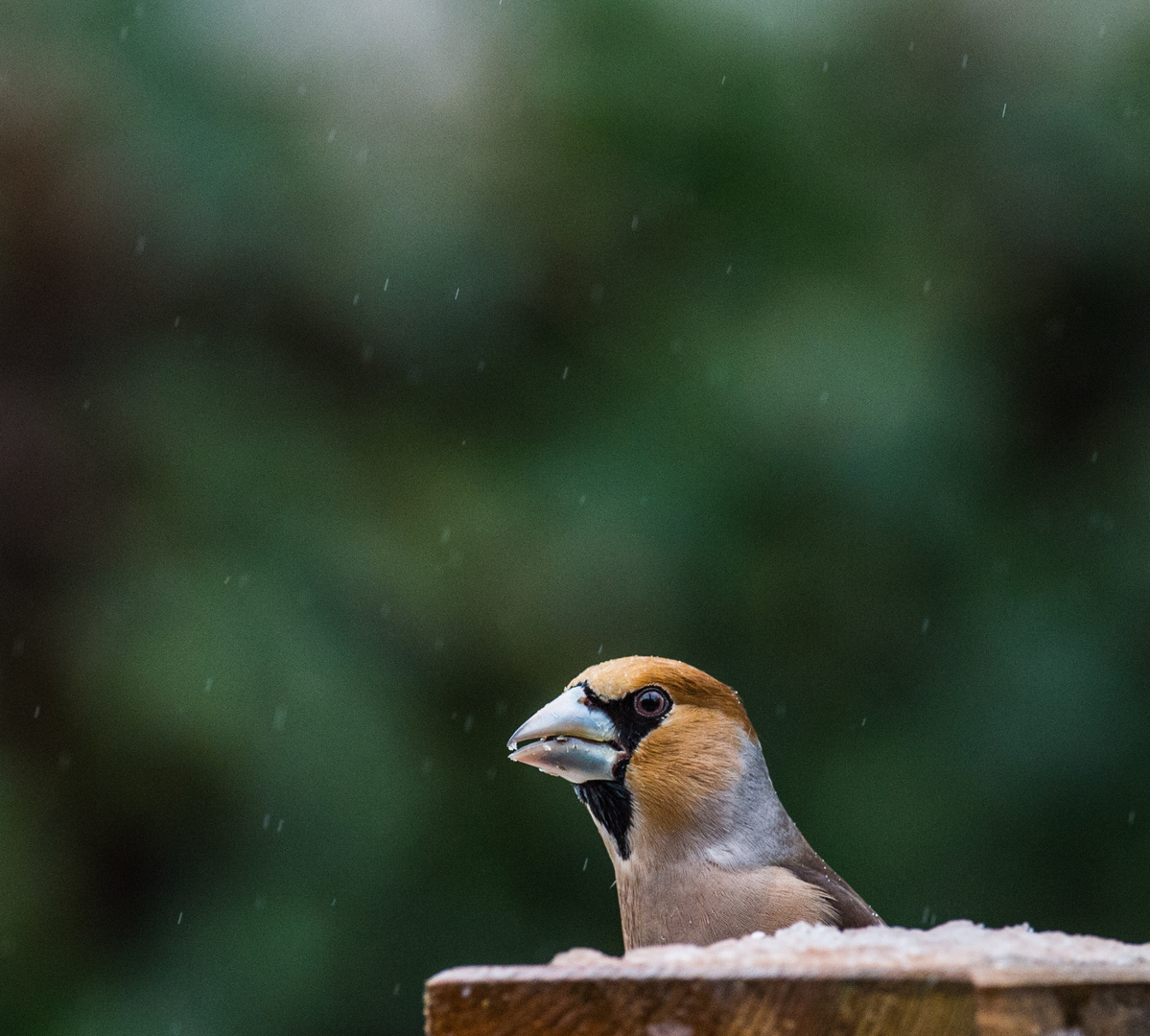 Vögel der Europäischen Heimat     II           .DSC_3438