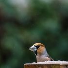 Vögel der Europäischen Heimat     II           .DSC_3438