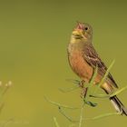 Vögel der Feldmark - hier der Ortolan