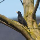 Vögel der Heimat ..B0107755