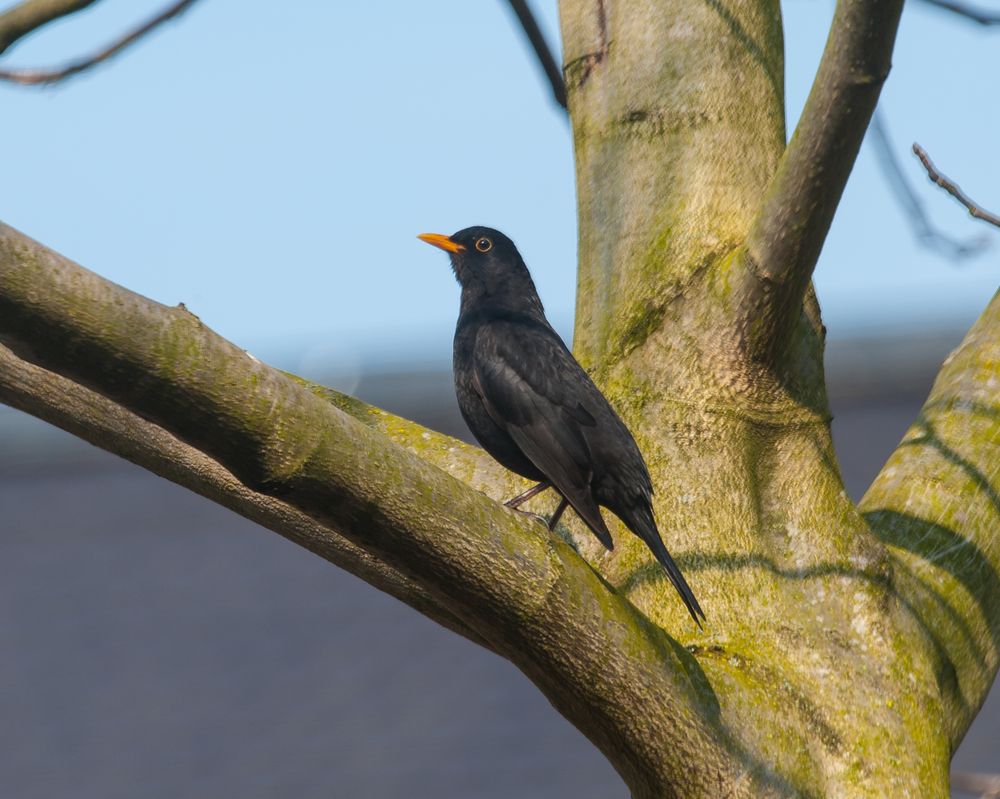 Vögel der Heimat ..B0107755