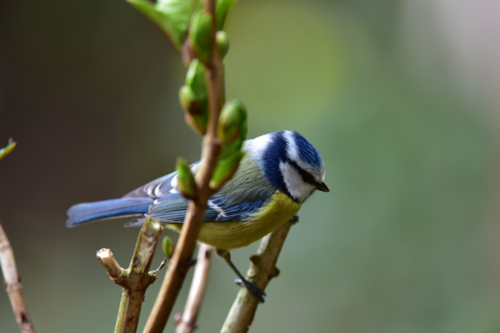 Vögel der Heimat ..DSC_4620