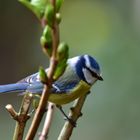 Vögel der Heimat ..DSC_4620