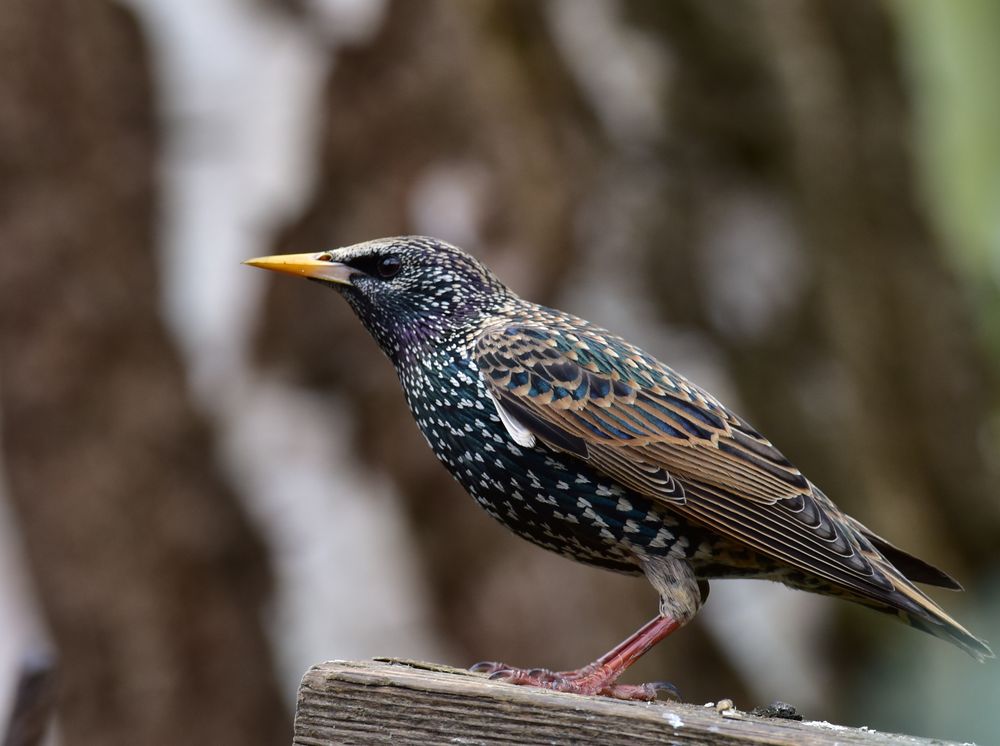 Vögel der Heimat          ..DSC_4634_