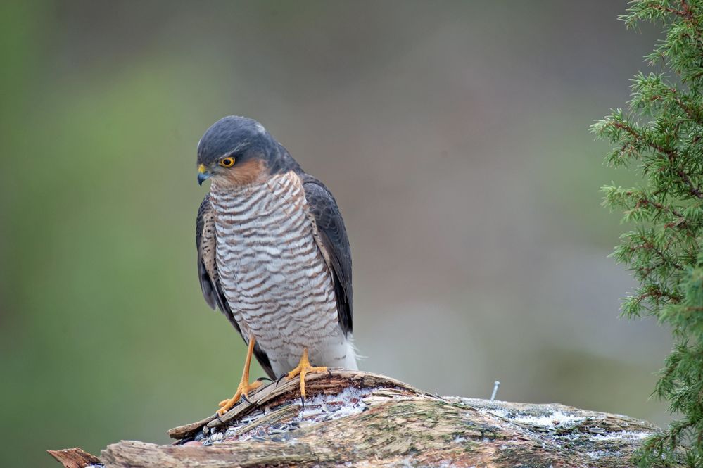 Vögel der Heimat .._DSC4704