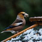 Vögel der Heimat      I    .,DSC_3443