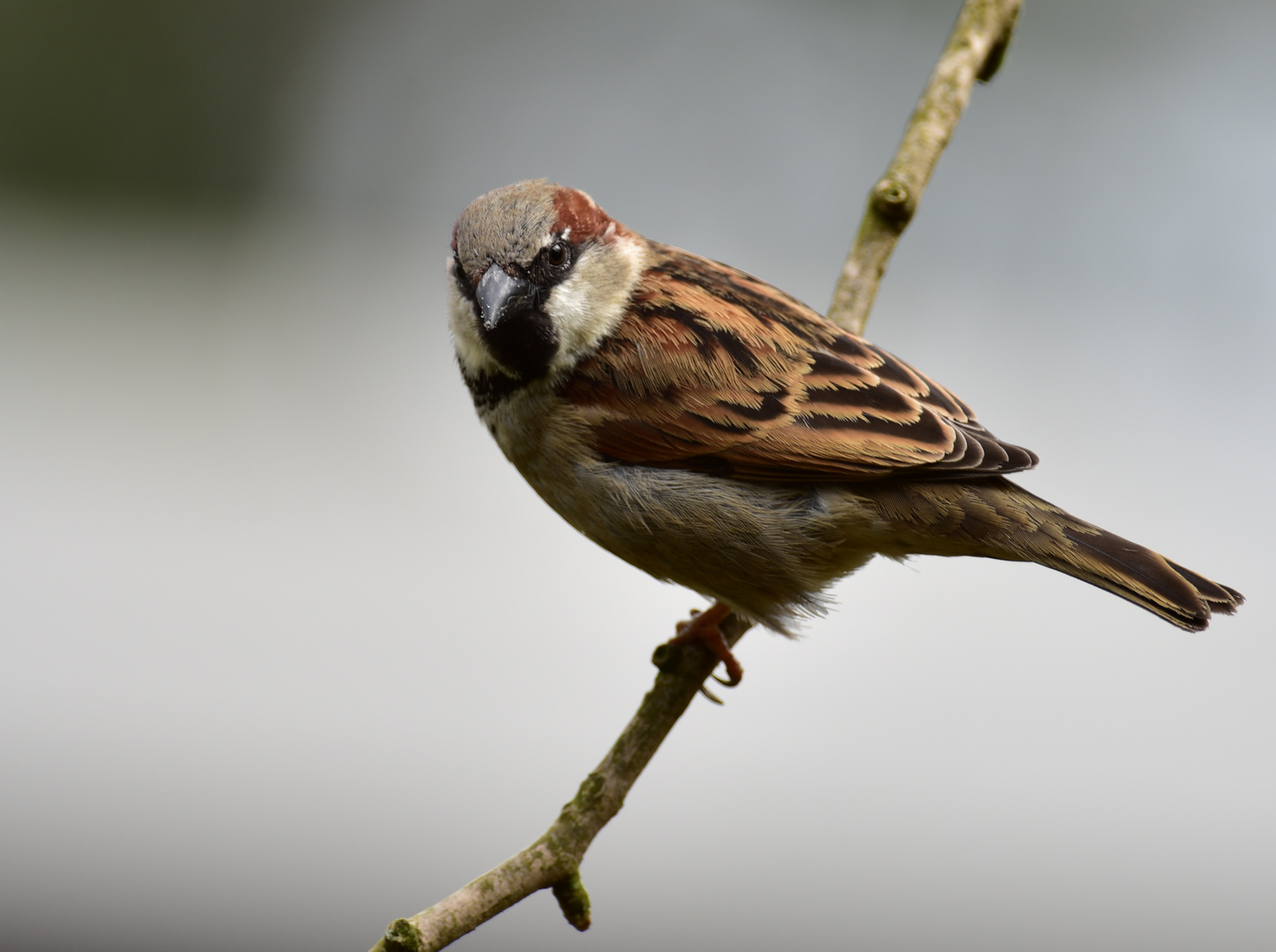 Vögel der  Heimat                 --    SC_4600_1