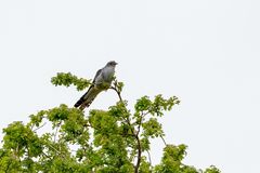 Vögel der Insel Hiddensee