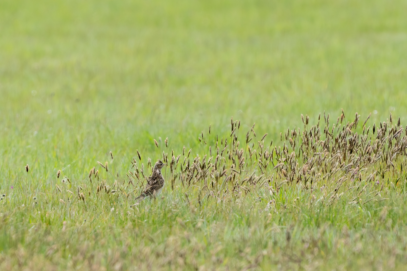 Vögel der Insel Hiddensee