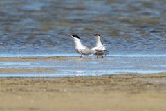 Vögel der Insel Hiddensee