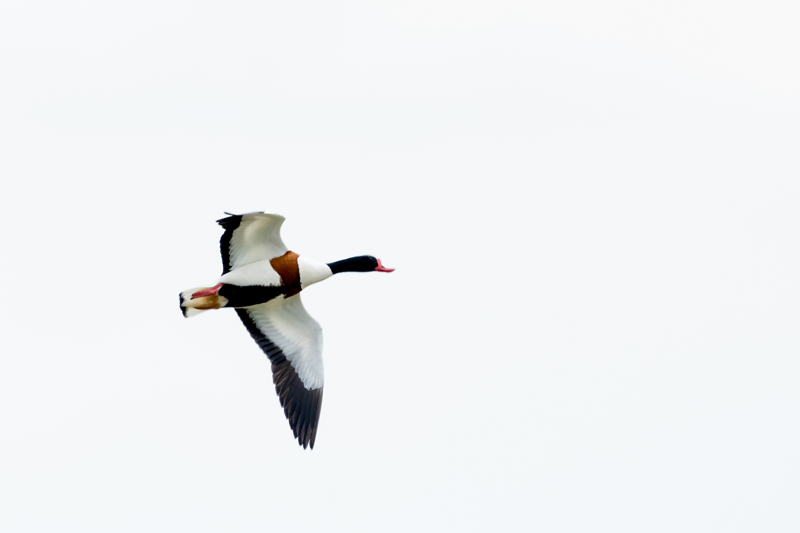 Vögel der Insel Hiddensee