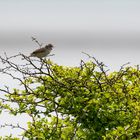 Vögel der Insel Hiddensee