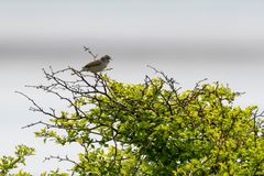 Vögel der Insel Hiddensee