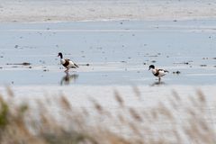 Vögel der Insel Hiddensee