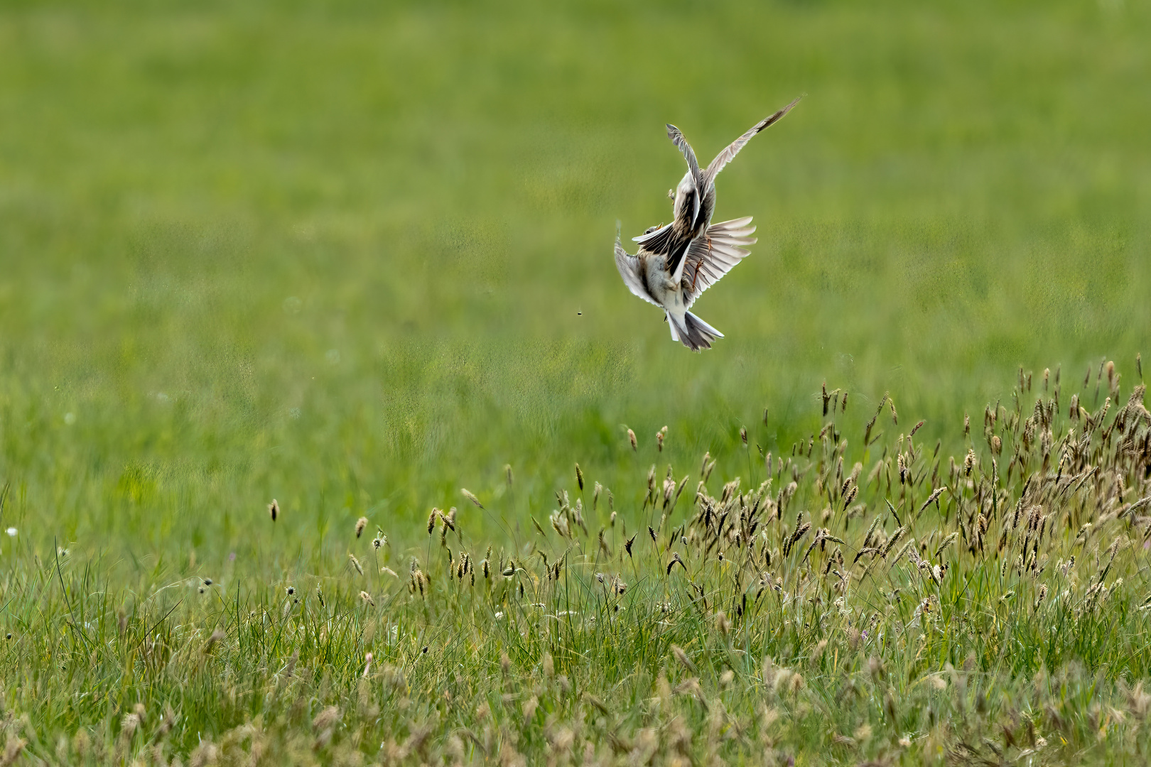 Vögel der Insel Hiddensee