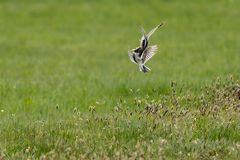 Vögel der Insel Hiddensee