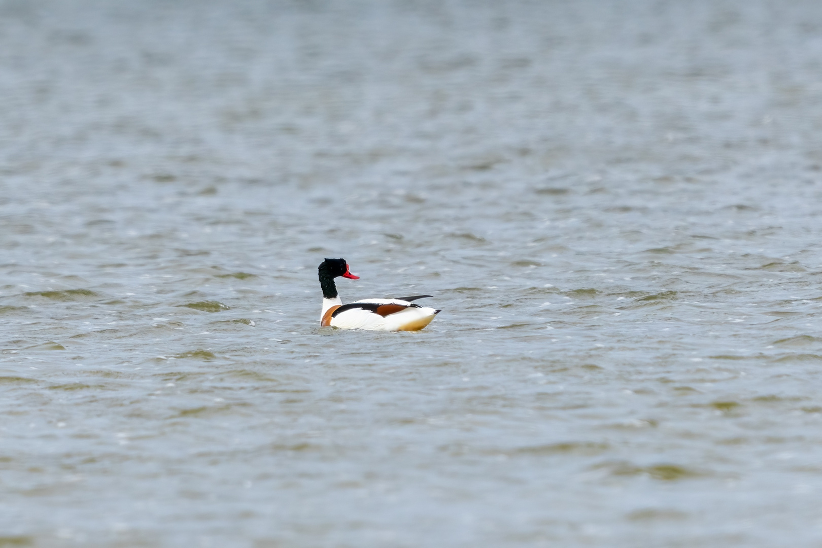 Vögel der Insel Hiddensee