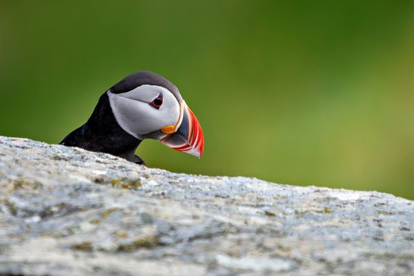 Vögel der Insel Runde - Norwegen