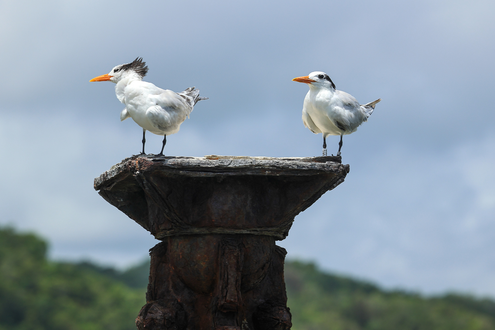 Vögel der Karibik