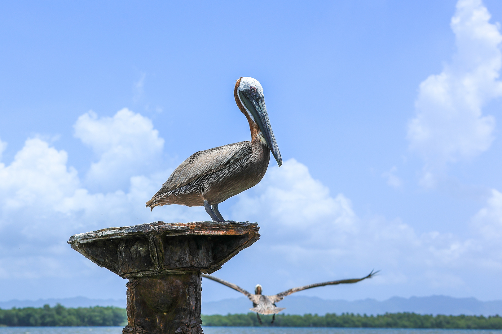 Vögel der Karibik