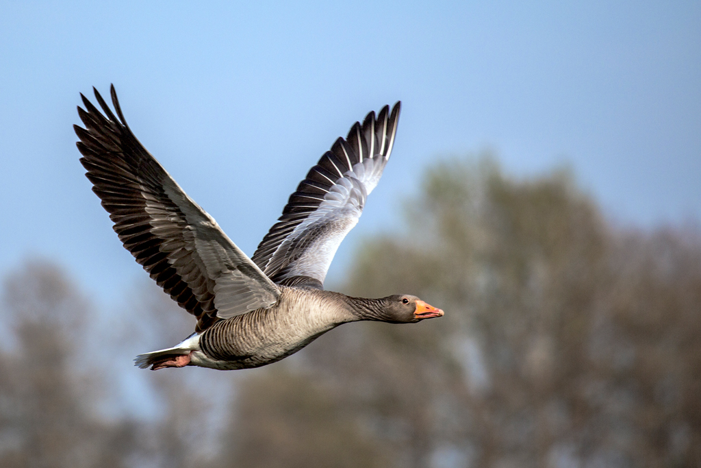 Vögel der Lippeaue