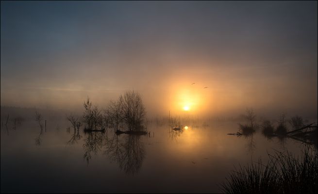 * Vögel der Sonne *