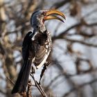 Vögel der Wildnis