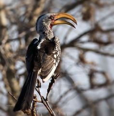 Vögel der Wildnis