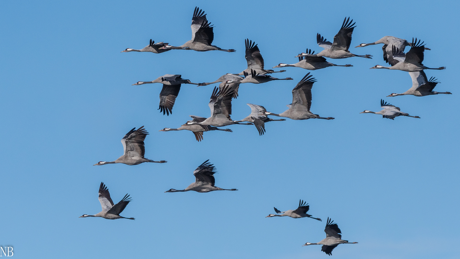 "Vögel des Glücks 2023 II"