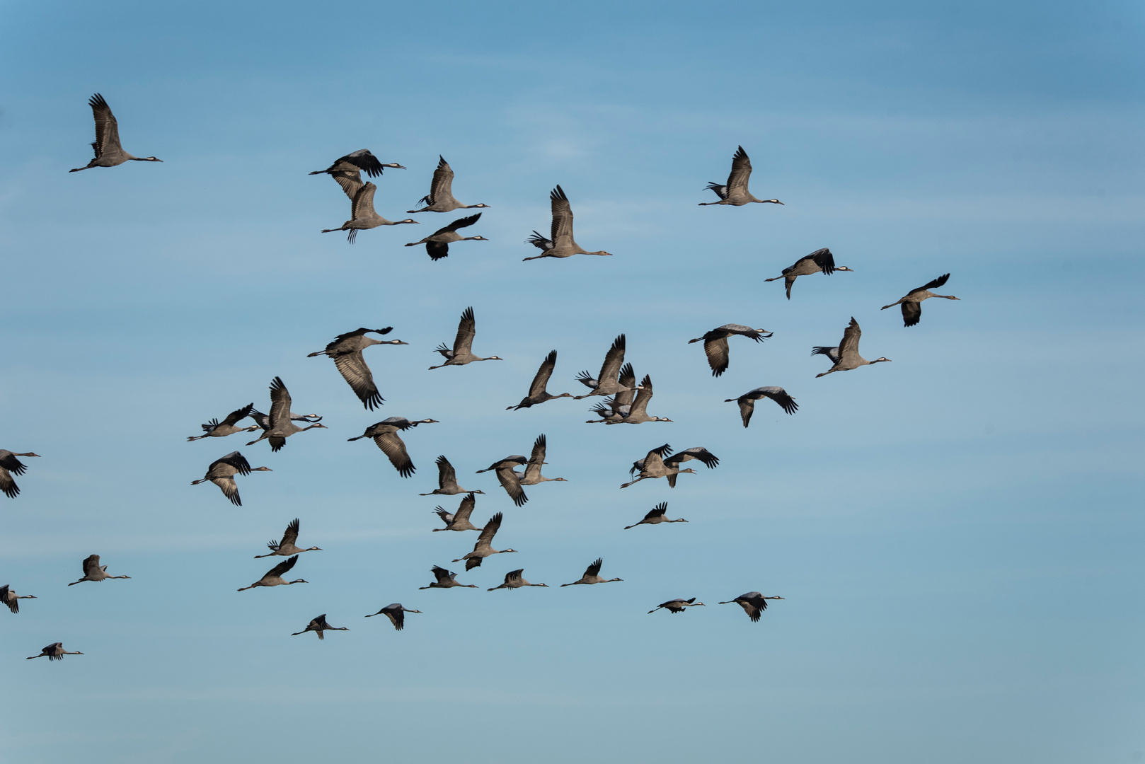 Vögel des Glücks