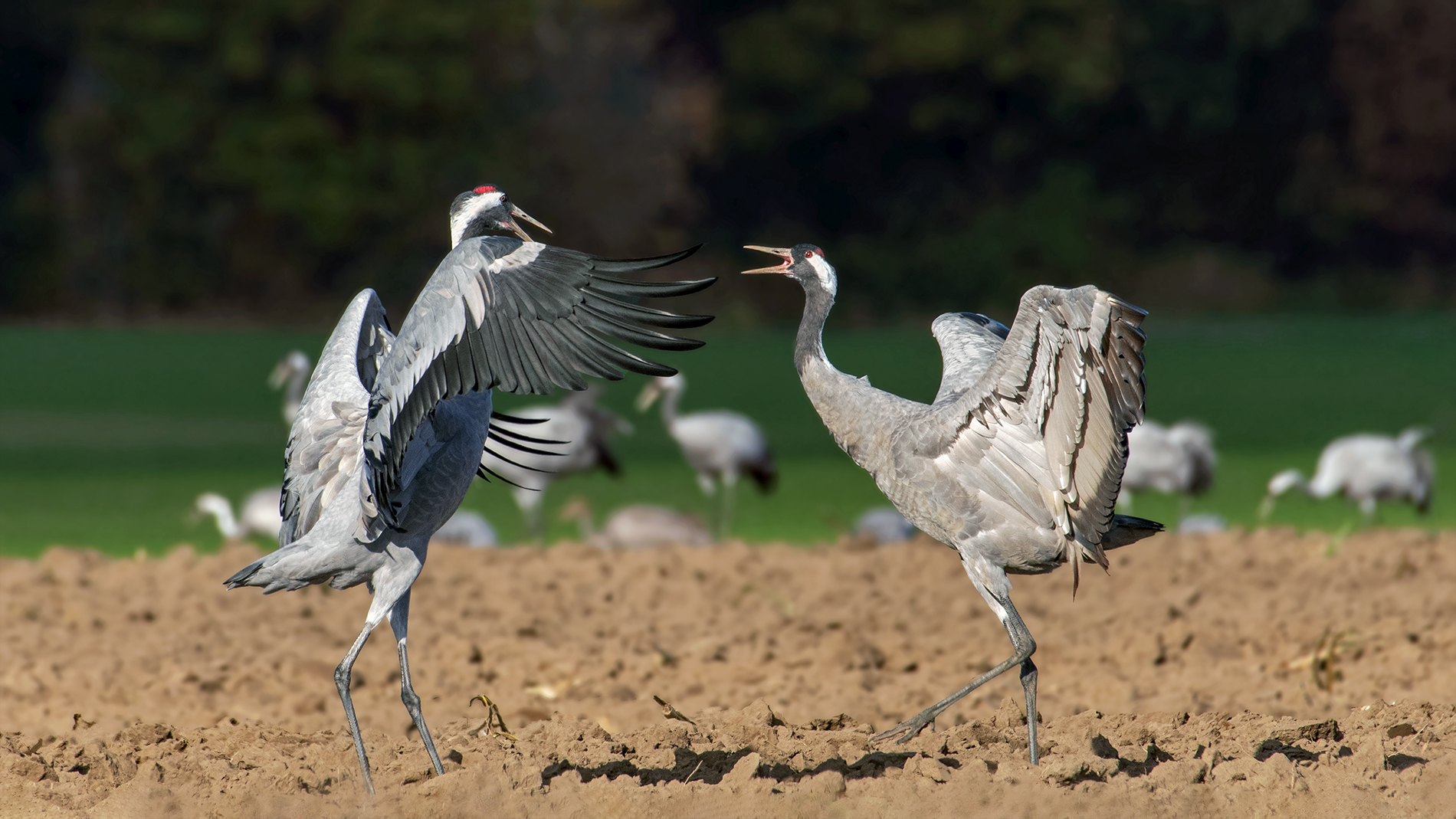 Vögel des Glücks