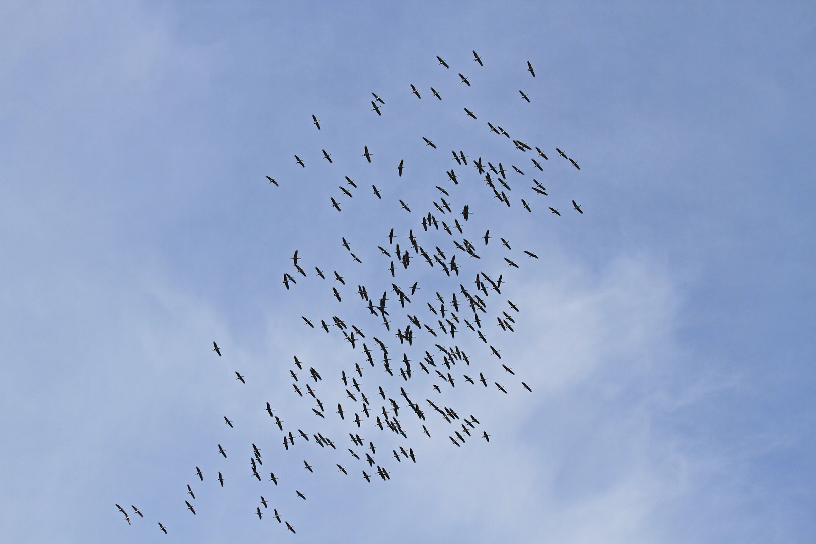 Vögel des Glücks