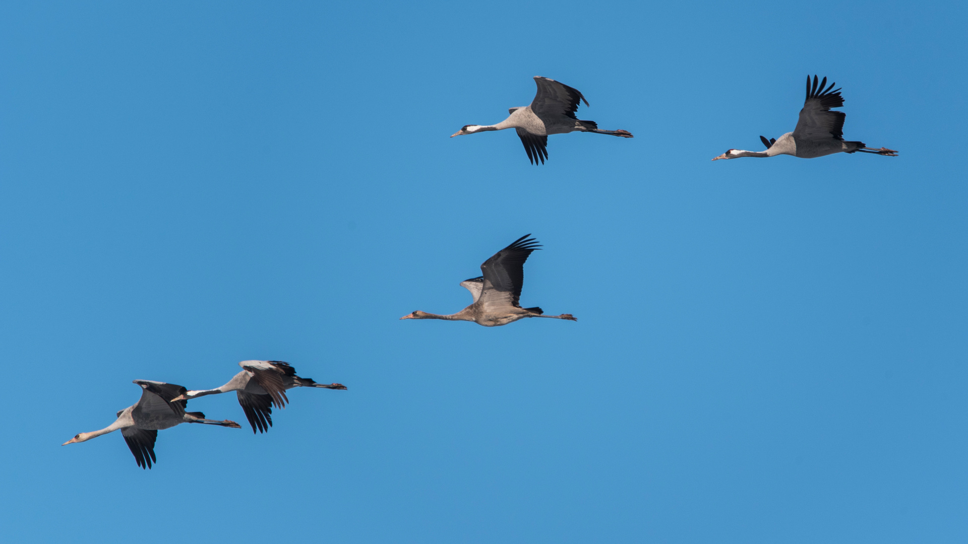 Vögel des Glücks