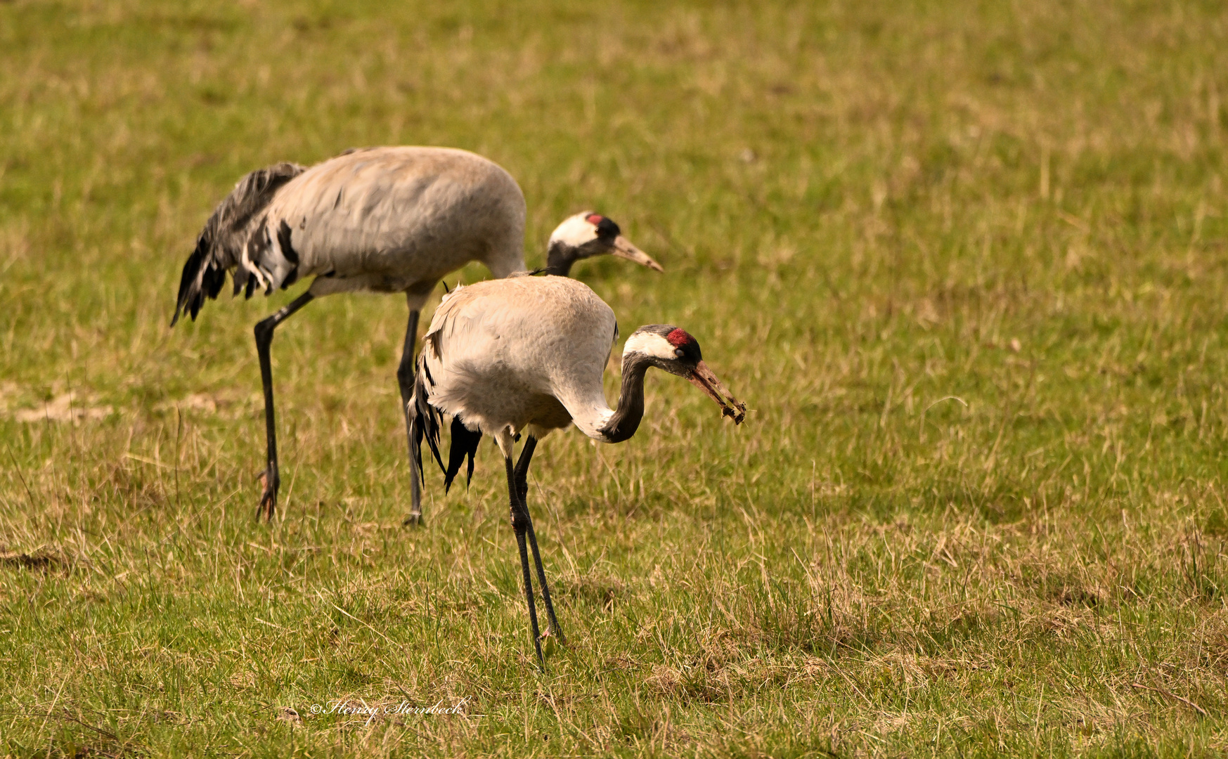 Vögel des Glücks