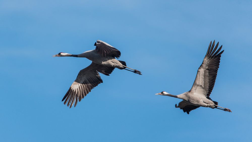 Vögel des Glücks + + + Foto & Bild fotos, natur, tiere Bilder auf