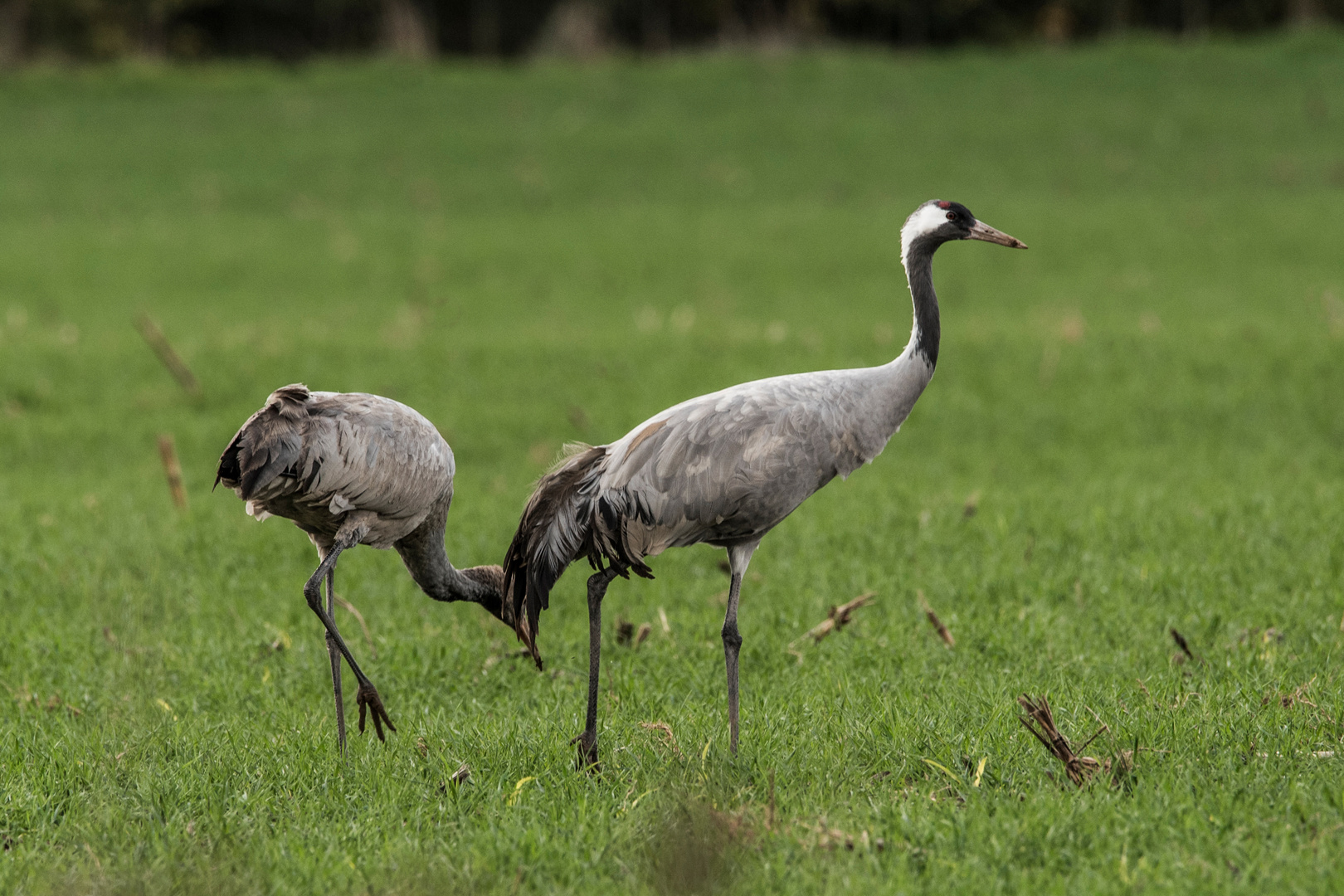 + + +   Vögel des Glücks   + + +