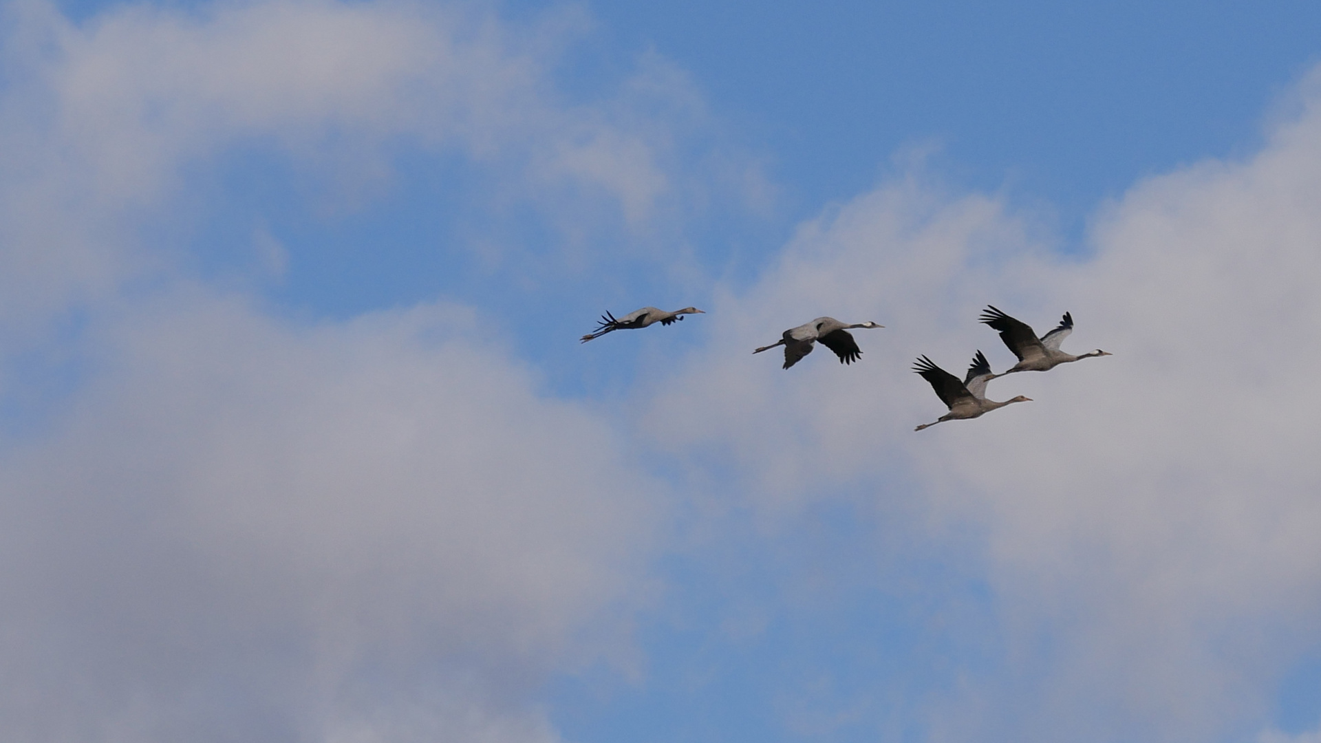 Vögel des Glücks