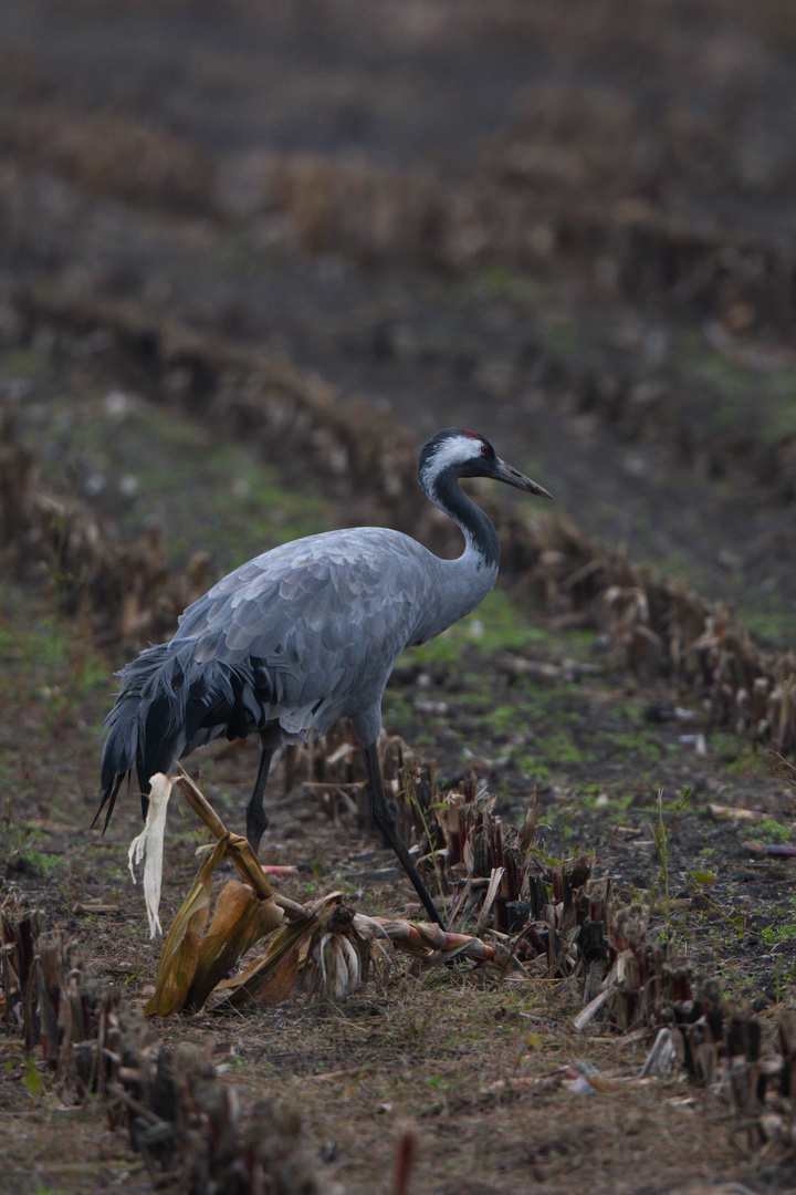 Vögel des Glücks