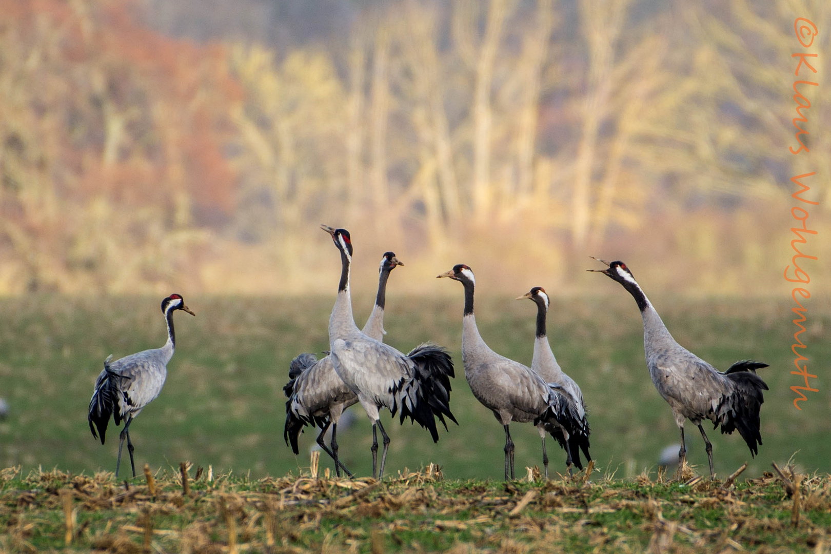 Vögel des Glücks