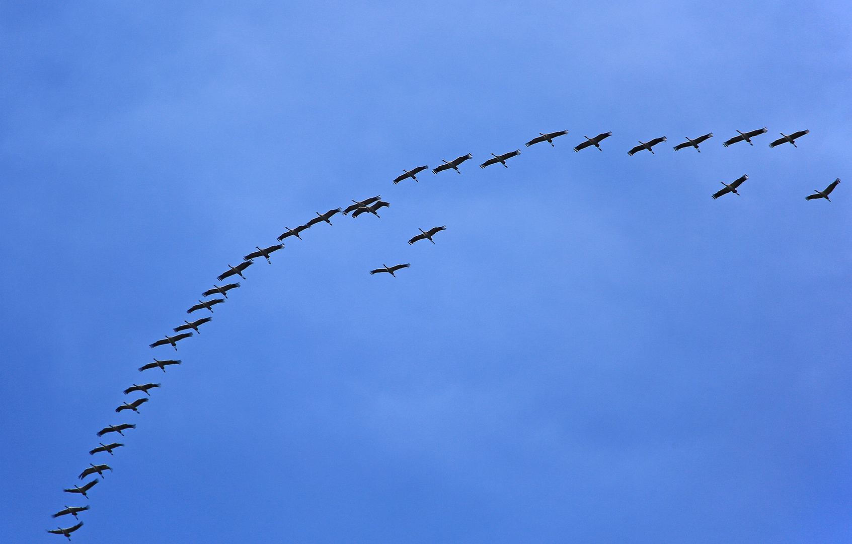 Vögel des Glücks