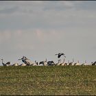 Vögel des Glücks !!!