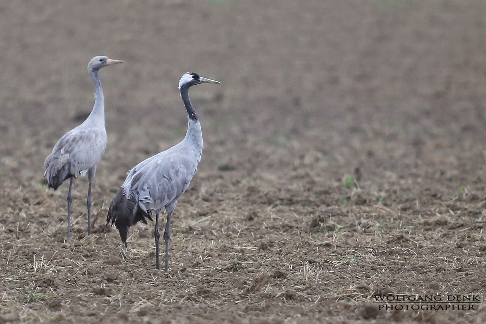 Vögel des Glücks