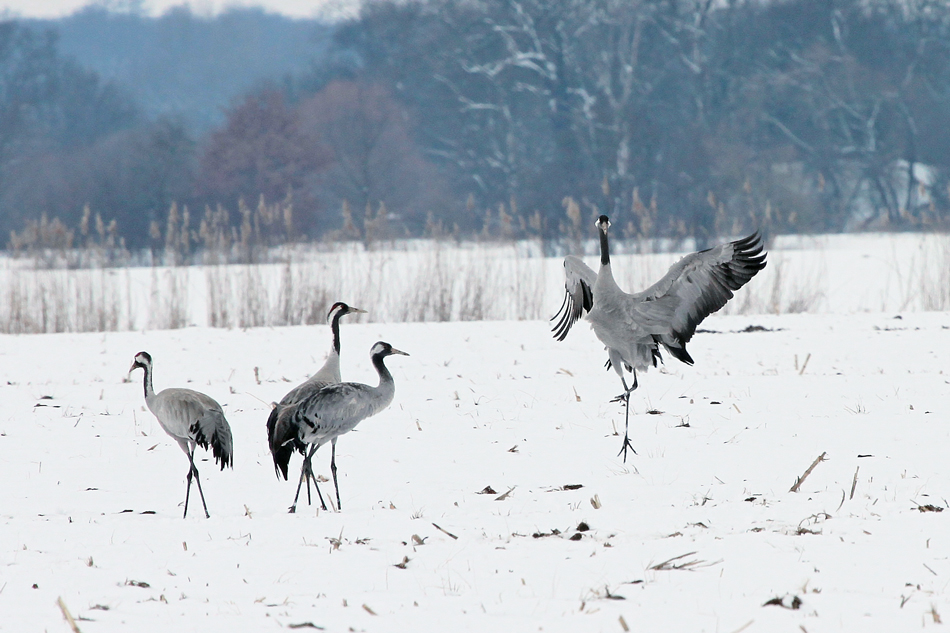 VÖGEL DES GLÜCKS